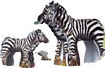 Zebra and Baby